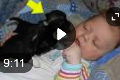 Dad Adopts Dog for His Paralyzed Son, But What Follows Leaves Everyone Stunned (+Video)