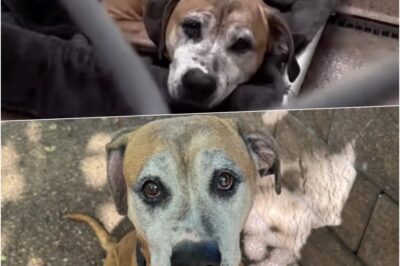 Senior Dog Rescued from ‘House of Horrors’ 💔 At 12 years old, Chessie was abandoned in a filthy home with no food or water. Rescued by the PSPCA, she slowly regained trust and showed her playful, loving nature. Now a staff favorite, she’s searching for a forever home to enjoy her golden years. 🐾❤️