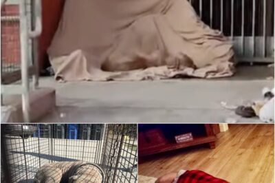 Ignored and alone, now safe and loved! ❤️🐶 Sadie Rose, a hairless pup, spent weeks sleeping outside a metro station, ignored by passersby. Rescuers never gave up, finally saving her after multiple attempts. Now receiving treatment, she’s safe in a loving foster home, healing and thriving! 💕