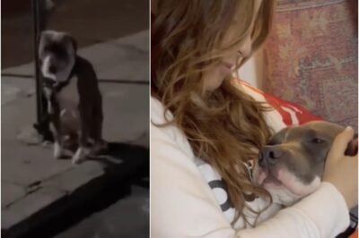 Abandoned in the cold, now showered with love! 💕🐾 Lentil was tied to a pole on a freezing night but remained gentle and loving. Rescued and fostered, he finally found a perfect home—warm, safe, and filled with love! ❤️