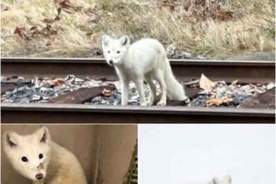 A couple in Portland, Oregon, spotted a furry white animal acting like a playful puppy—but it turned out to be an arctic fox! Rescuers believe she was illegally kept as a pet before being abandoned. Now in safe hands, she’s receiving care while experts search for her forever home.