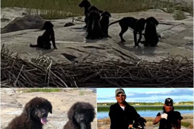 Seven starving puppies were found stranded on a deserted island in Manitoba, Canada. Rescuers spent days earning their trust before safely bringing them to shore. Now named after Gilligan’s Island characters, the pups are recovering and will soon be ready for loving homes! 🐶❤️
