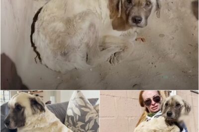 Spencer spent three years sleeping outside his family’s home, longing for love. When rescuers found him, he was in poor condition and had given up hope. His family agreed to surrender him, and his life changed forever. Now, fully healed and in a loving home, Spencer is happier than ever! ❤️🐶
