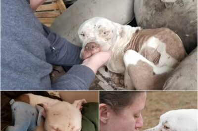 From Bait Dog to Feeling Love for the First Time ❤️ Aniken was abandoned on an old chair, exhausted after years of abuse. With no teeth and poorly stitched wounds—clear signs of being used as a bait dog—he had lost all hope. But now, in the care of rescuers, Aniken is finally experiencing love and warmth for the first time. 🐾💖