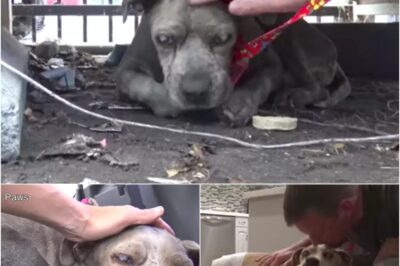 Blind and neglected, 12-year-old Duncan wandered into a junkyard and collapsed under a dumpster. Rescuers found him just in time, giving him the love he had been denied for years. Now in a foster home, Duncan is finally safe, cherished, and living out his days with dignity. ❤️🐾