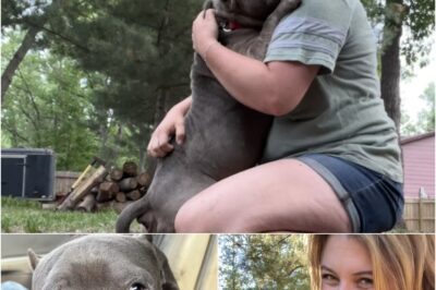 Snuffy, a rescued bulldog mix, overcame health struggles with the help of his foster mom, Stephanie. Now recovered, he’s searching for a loving home with structure and care.