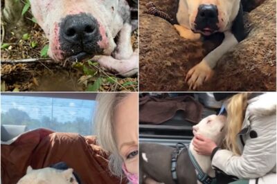 Blind, Starving, and Alone—Rescuers Gave Her a Second Chance 💔 Halo was found blind, weak, and barely clinging to life in the forest. Rescuers feared the worst, but with care and love, she made an incredible recovery. Now, she’s safe, loved, and thriving in her new home! 🐾❤️