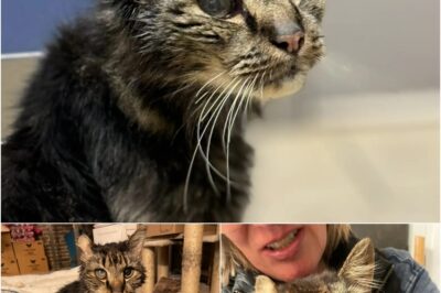 Rufus, a 14-year-old stray, was rescued by Kris Northrup and given his first real home. Despite health issues, he found love and comfort with his new hospice family.