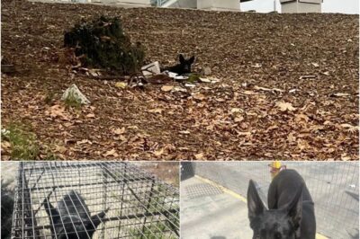 Dog Rescued After Weeks Under Freeway 🥺 Miracle, a scared German shepherd mix, lived near a freeway exit for weeks. After several failed rescue attempts, Suzette Hall finally trapped her. Now safe in foster care, she’s healing and looking for a forever home. 💕🐾