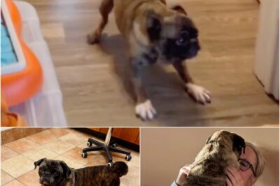 After years in a puppy mill, Maple took her first steps to freedom and learned to trust her foster parents. She gave birth to her last litter on Christmas Day, then surprised everyone with her first-ever zoomies! Now adopted into a loving home, Maple—now Mabel—finally knows what happiness feels like. ❤️🐶