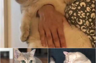 A photo of Marvin the cat has left people confused, appearing as if a hand is passing through him. However, the illusion is simply due to angles and his fluffy body. His owner, Francesco De Filippo, confirmed no Photoshop was involved—just a perfectly positioned, cuddly, and chonky cat!