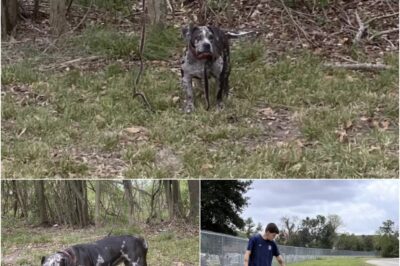 Magnolia was found tied behind a cemetery, barking for help. Rescuers calmed her, and she’s now safe at Beaumont Animal Care, waiting for a loving home.