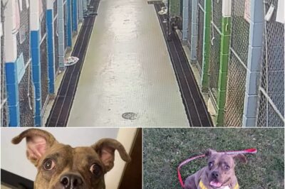 Bugsy, a playful pup at Niagara SPCA, accidentally escaped her kennel due to a door malfunction. Instead of running away, she excitedly bounced around and invited her friend to play. Staff quickly returned her, and she’s still waiting for a loving home.