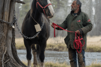 They Said His Life Was Over—A Broken Veteran Alone in Wyoming’s Cold Valleys. Then He Found a Giant Horse Chained to a Tree With a Note